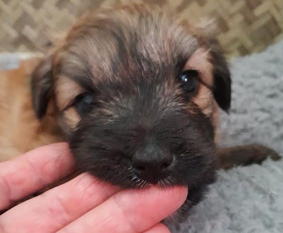 Du Rocher De Garla - Chiot disponible  - Berger des Pyrenees à poil long