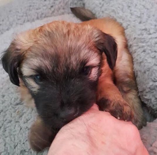 Du Rocher De Garla - Chiot disponible  - Berger des Pyrenees à poil long