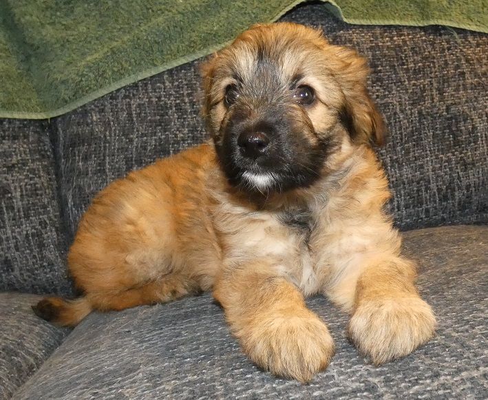 Du Rocher De Garla - Chiot disponible  - Berger des Pyrenees à poil long