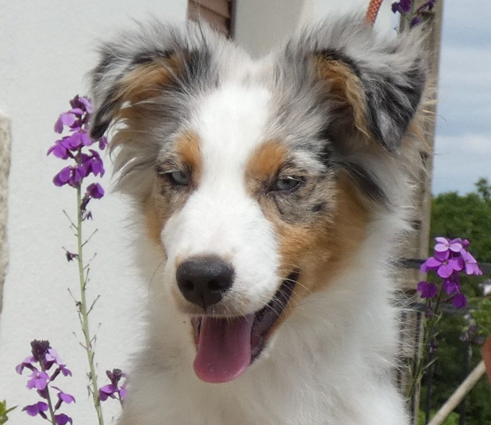 Virale du pic d'Espade