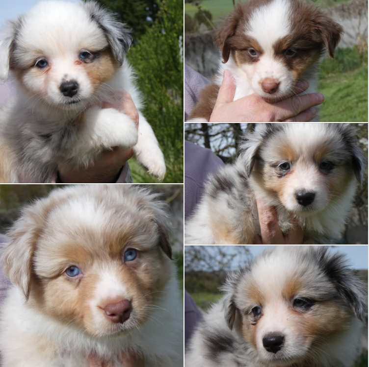Les chiots de Virale et de Morningstars Nothin's Worrin' Me In Margaritaville nés le 17/02/2026,