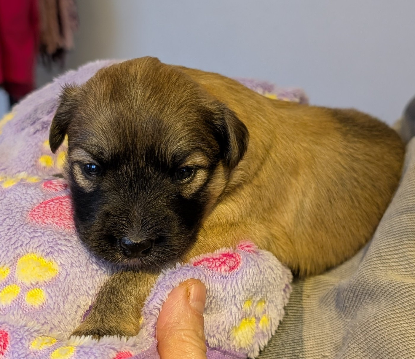 Chiots Saika / Ty-roch 2025