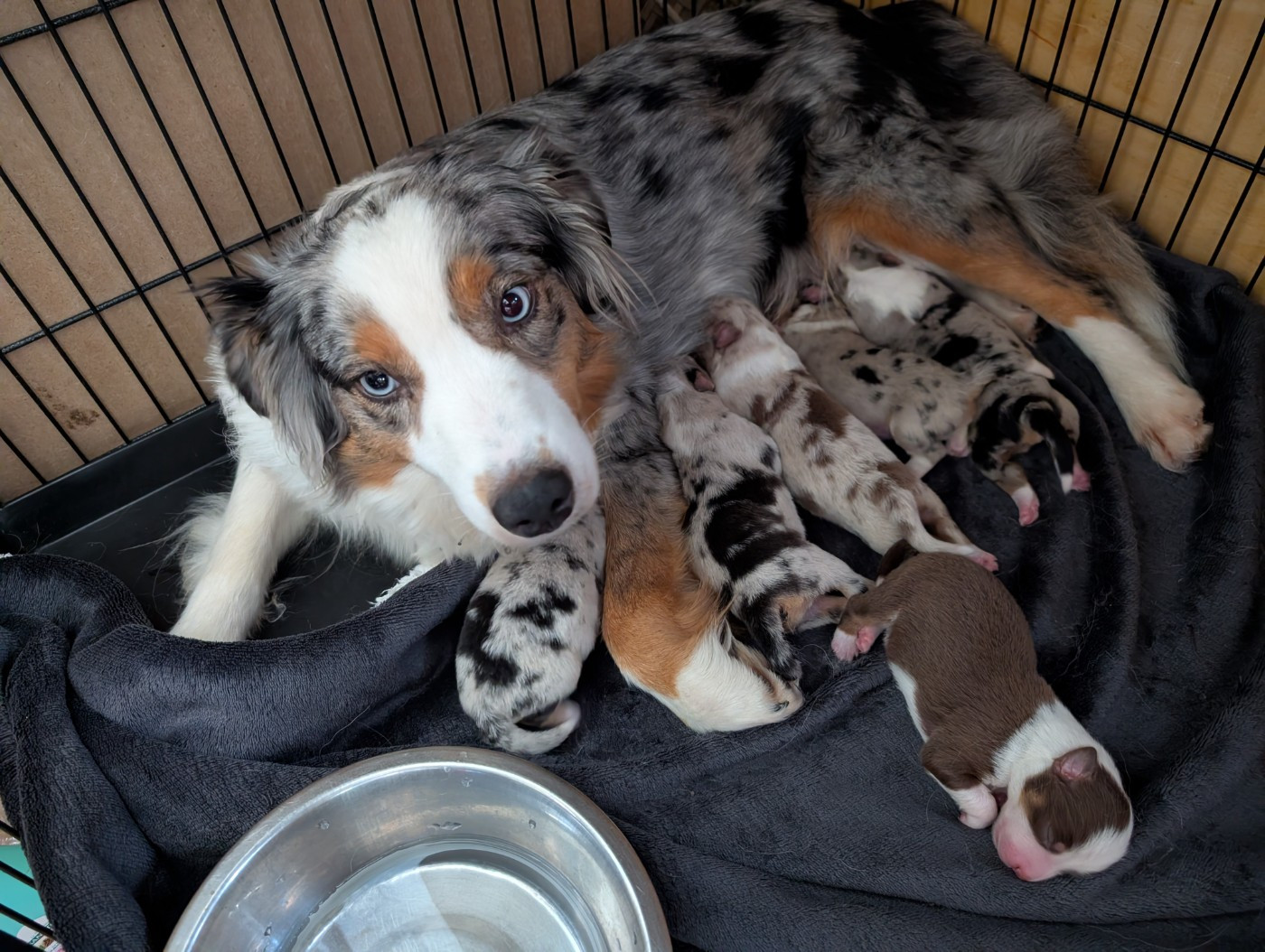 Chiots nés le 17/02/2026, Virale du Pic D'Espade / Morningstars Nothin's Worrin' Me In Margaritavill