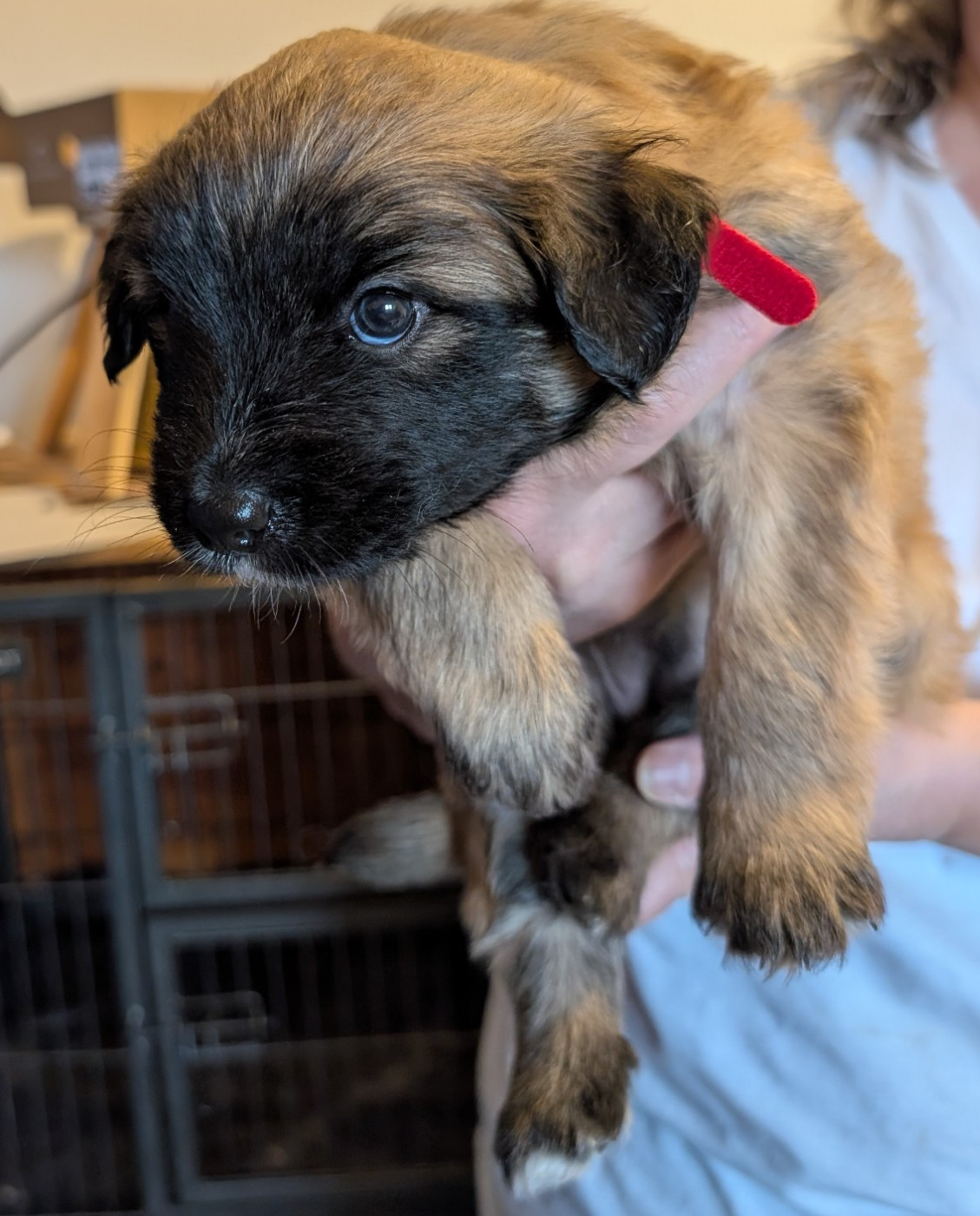 Du Rocher De Garla - Chiots disponibles - Berger des Pyrenees à poil long