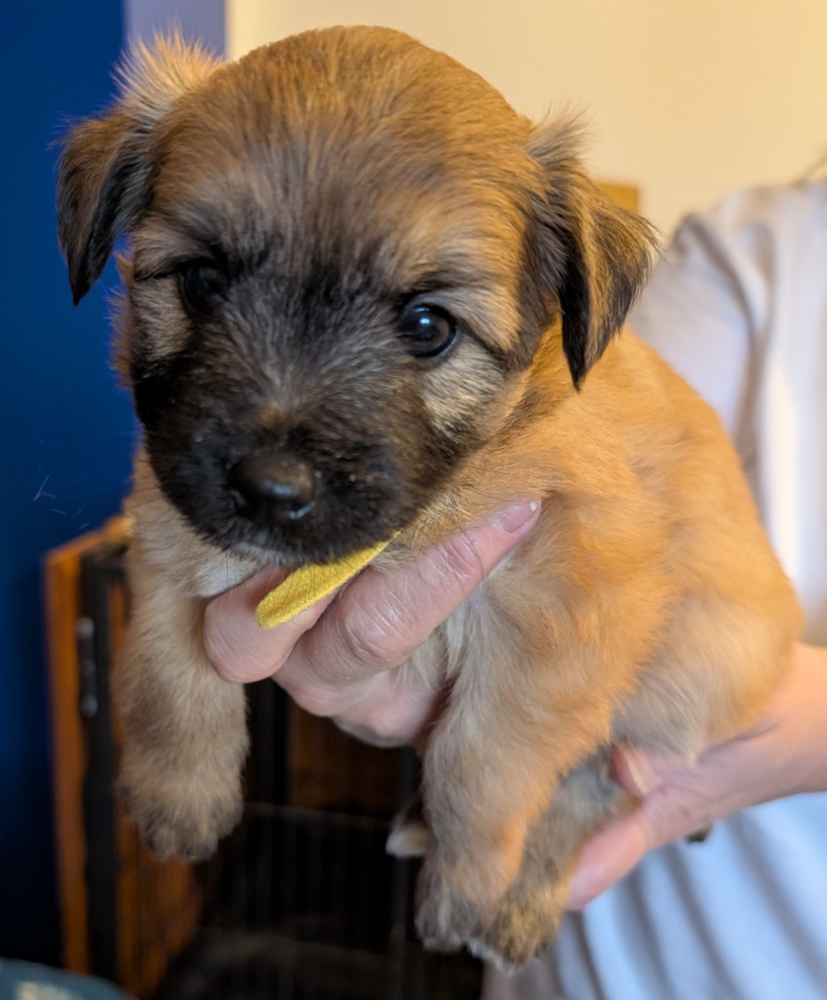 Du Rocher De Garla - Chiots disponibles - Berger des Pyrenees à poil long