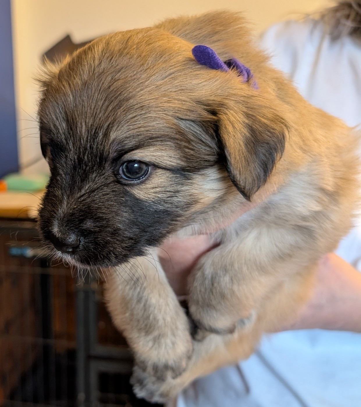 Du Rocher De Garla - Chiots disponibles - Berger des Pyrenees à poil long