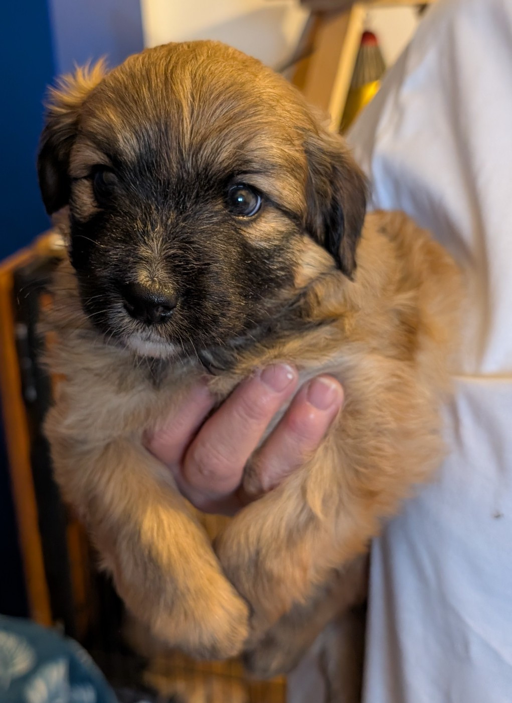 Du Rocher De Garla - Chiots disponibles - Berger des Pyrenees à poil long