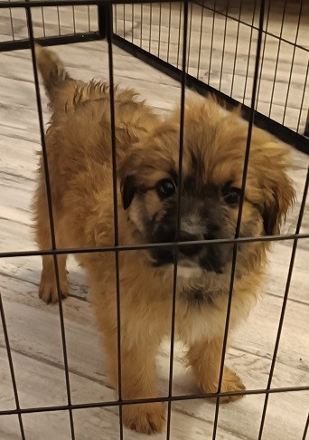 Du Rocher De Garla - Chiots disponibles - Berger des Pyrenees à poil long