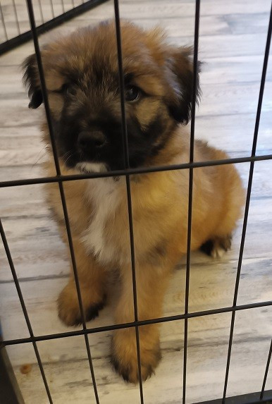 Du Rocher De Garla - Chiots disponibles - Berger des Pyrenees à poil long