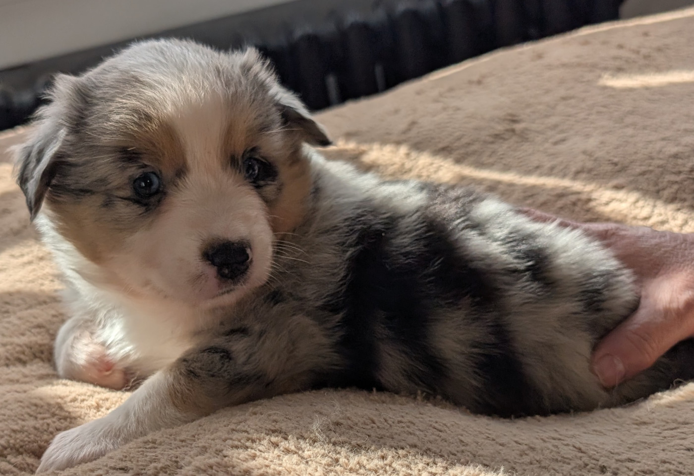 Du Rocher De Garla - Chiots disponibles - Berger Américain Miniature 