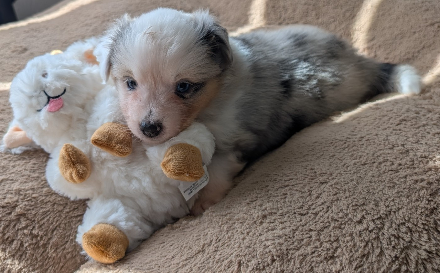 Du Rocher De Garla - Chiots disponibles - Berger Américain Miniature 