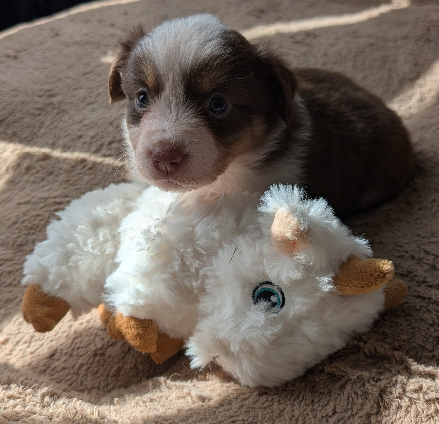 Du Rocher De Garla - Chiots disponibles - Berger Américain Miniature 