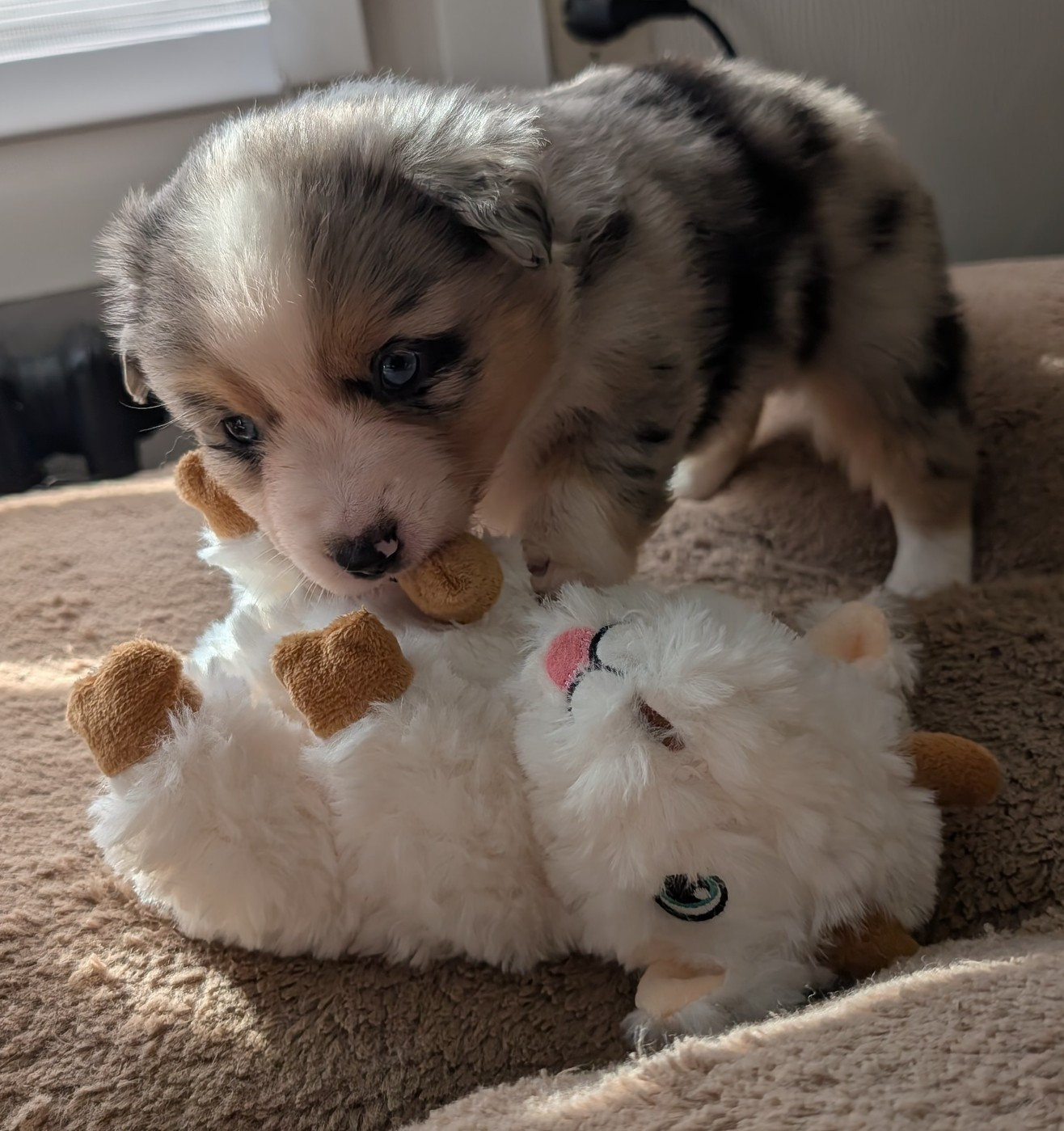 Du Rocher De Garla - Chiots disponibles - Berger Américain Miniature 